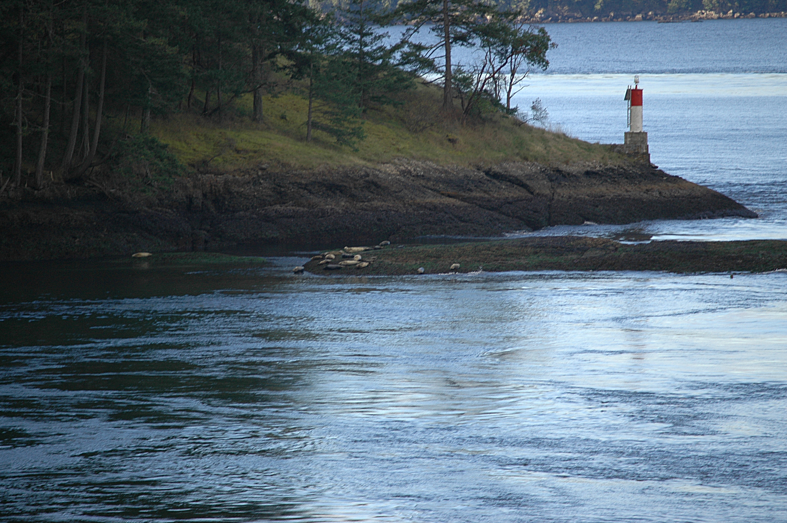 photos/wildlife/Mammal_Species/Common_Seal/Canada 2007 869.jpg